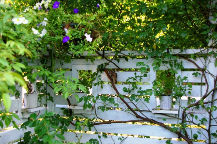 白色塗装の小窓月ウッドフェンスに絡めたツルバラ。そこにリスが！！