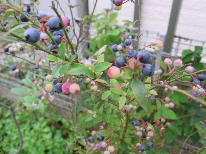 ビルベリー　　ブルーベリーよりも実が小粒な果樹です。ブルーベリーと比べて