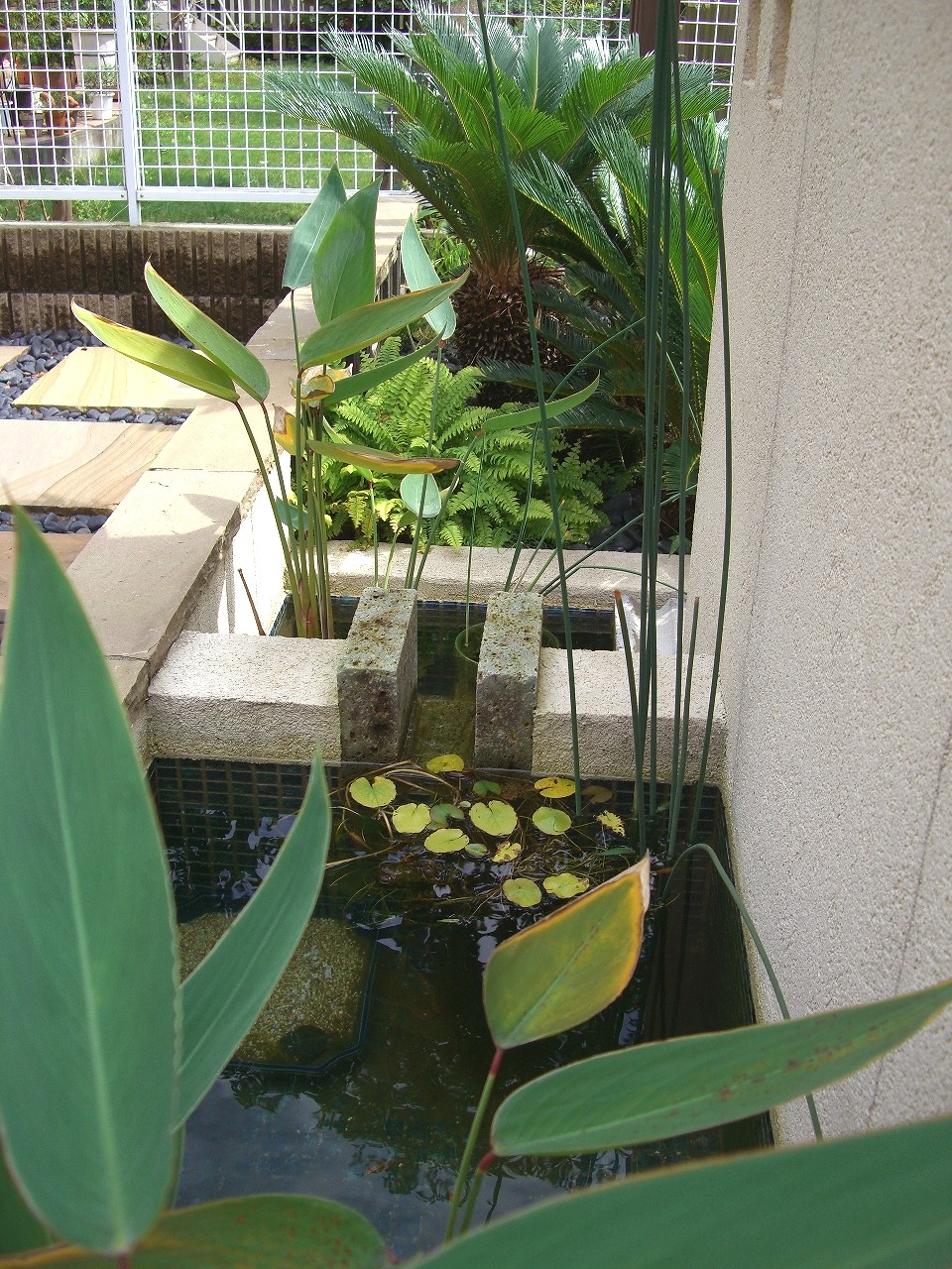 水生植物の植えるビオトープ・ガーデン