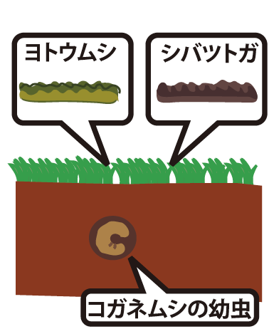 芝生のお手入れ
