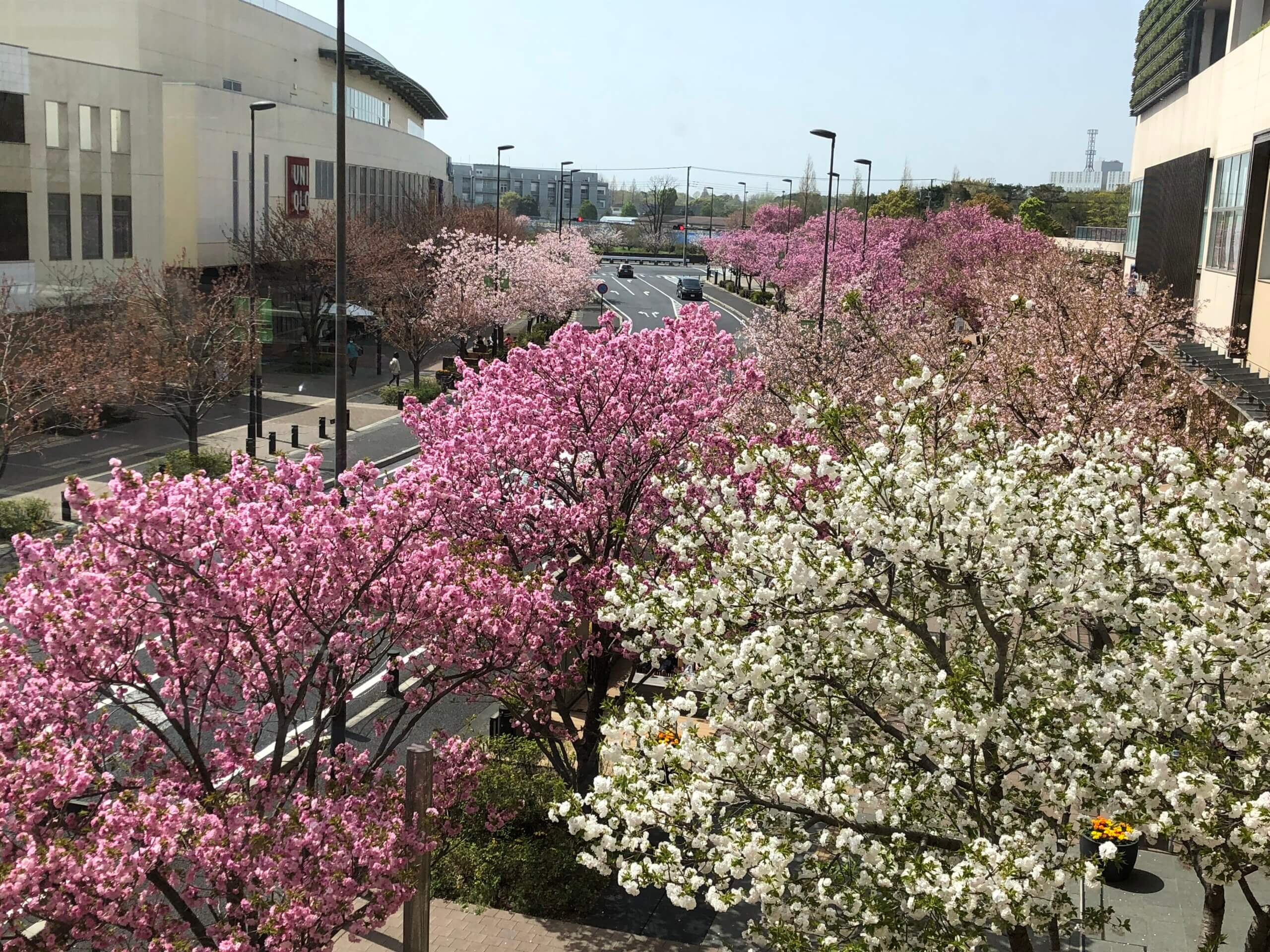 柏の葉を楽しもう 柏の葉キャンパス駅前 桜並木が満開です 流山 つくば市 市川市 さいたま市 八千代市でリフォーム工事をお考えのお客様へ おしゃれでモダンなエクステリアと庭の外構業者は受賞歴多数ザ シーズン東京本店