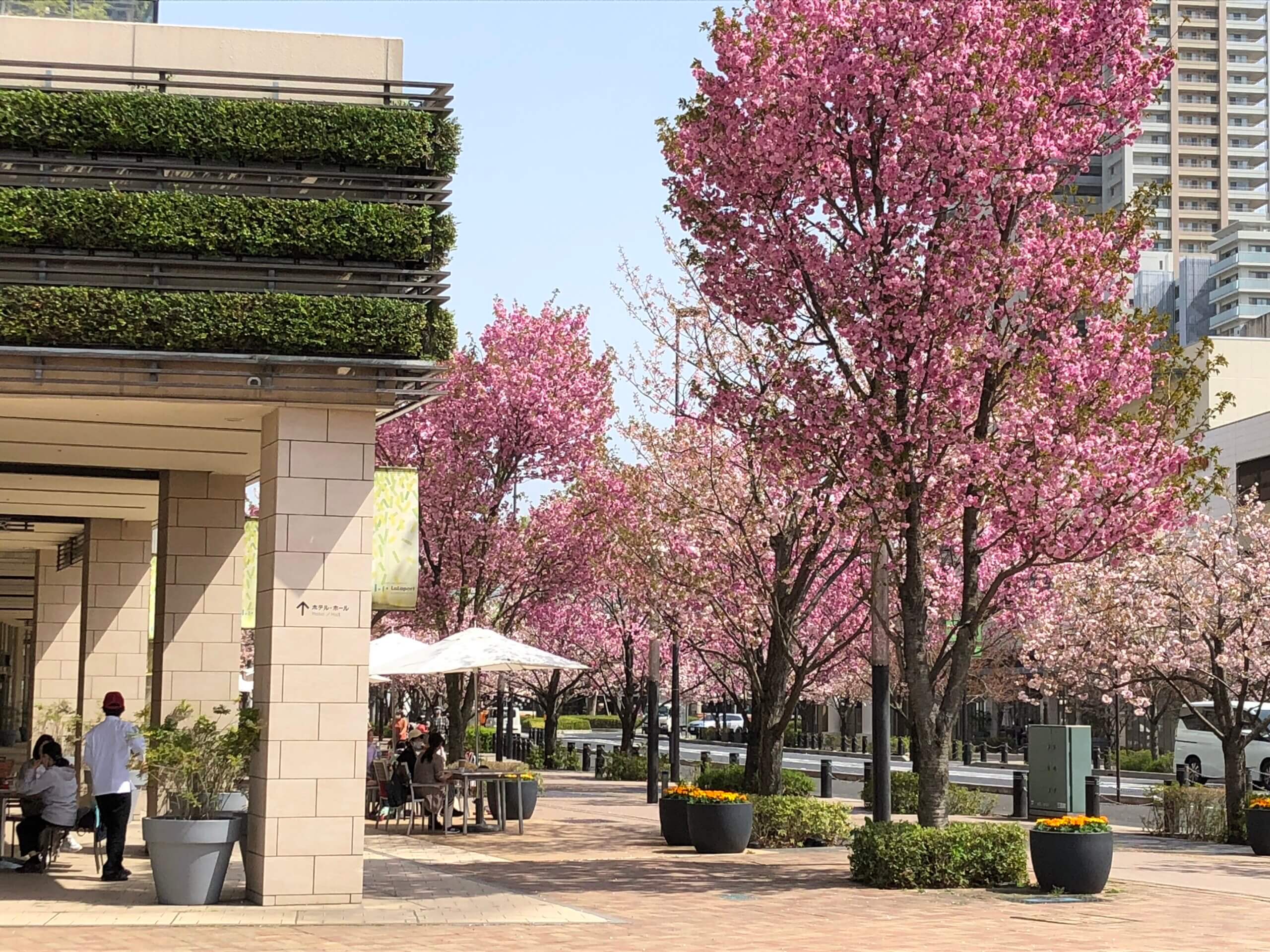 柏の葉を楽しもう 柏の葉キャンパス駅前 桜並木が満開です 流山 つくば市 市川市 さいたま市 八千代市でリフォーム工事をお考えのお客様へ おしゃれでモダンなエクステリアと庭の外構業者は受賞歴多数ザ シーズン東京本店