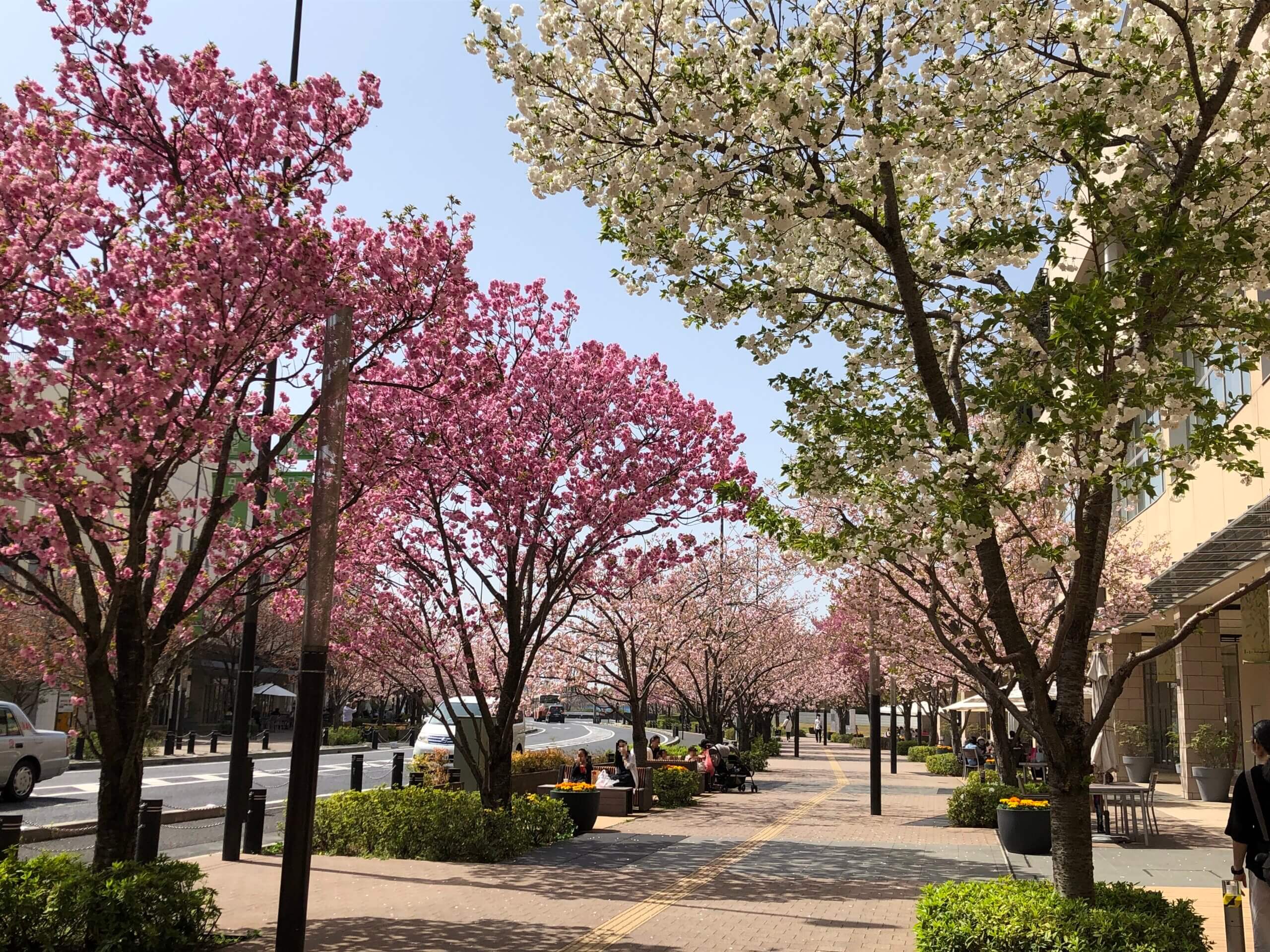 柏の葉を楽しもう 柏の葉キャンパス駅前 桜並木が満開です 流山 つくば市 市川市 さいたま市 八千代市でリフォーム工事をお考えのお客様へ おしゃれでモダンなエクステリアと庭の外構業者は受賞歴多数ザ シーズン東京本店