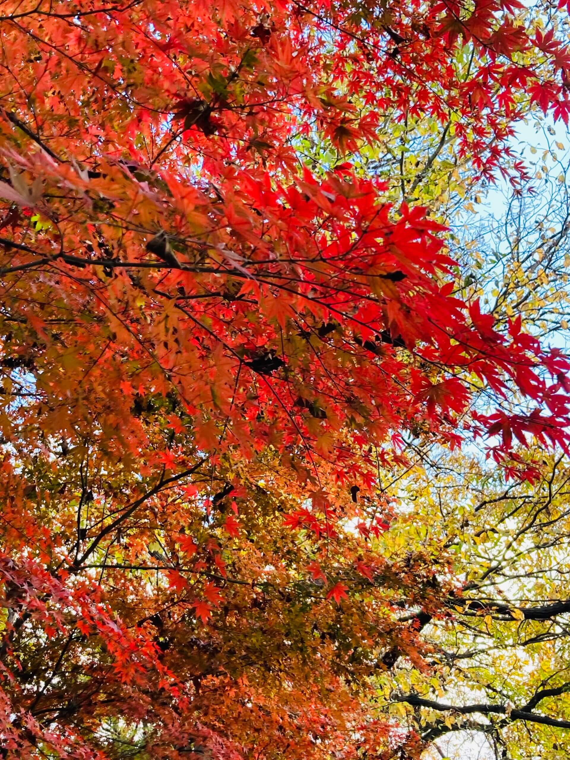 柏の葉を楽しもう！『こんぶくろ池自然博物公園　秋の散策』　<br>～松戸市、流山市、柏市でリフォーム工事をお考えのお客様へ～