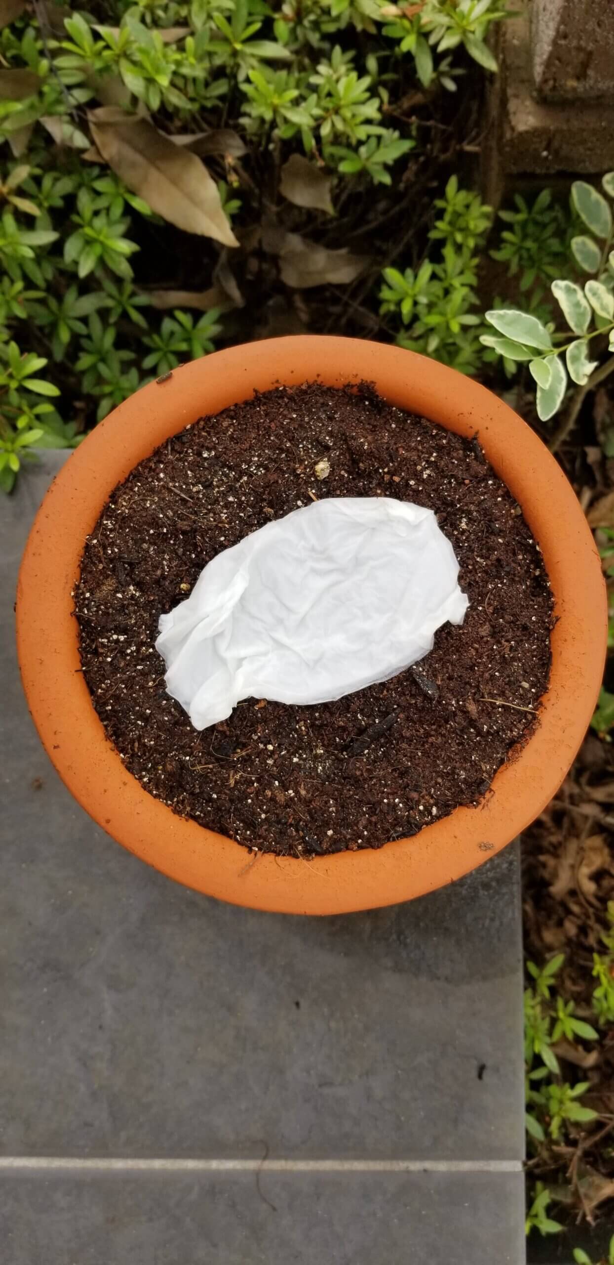 挿し木 ウンベラータ 観察日記 おしゃれでモダンなエクステリアと庭の外構業者は受賞歴多数ザ シーズン東京本店