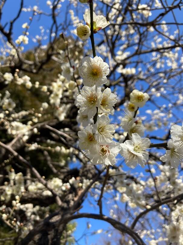 浦和店　～梅から桜へ～