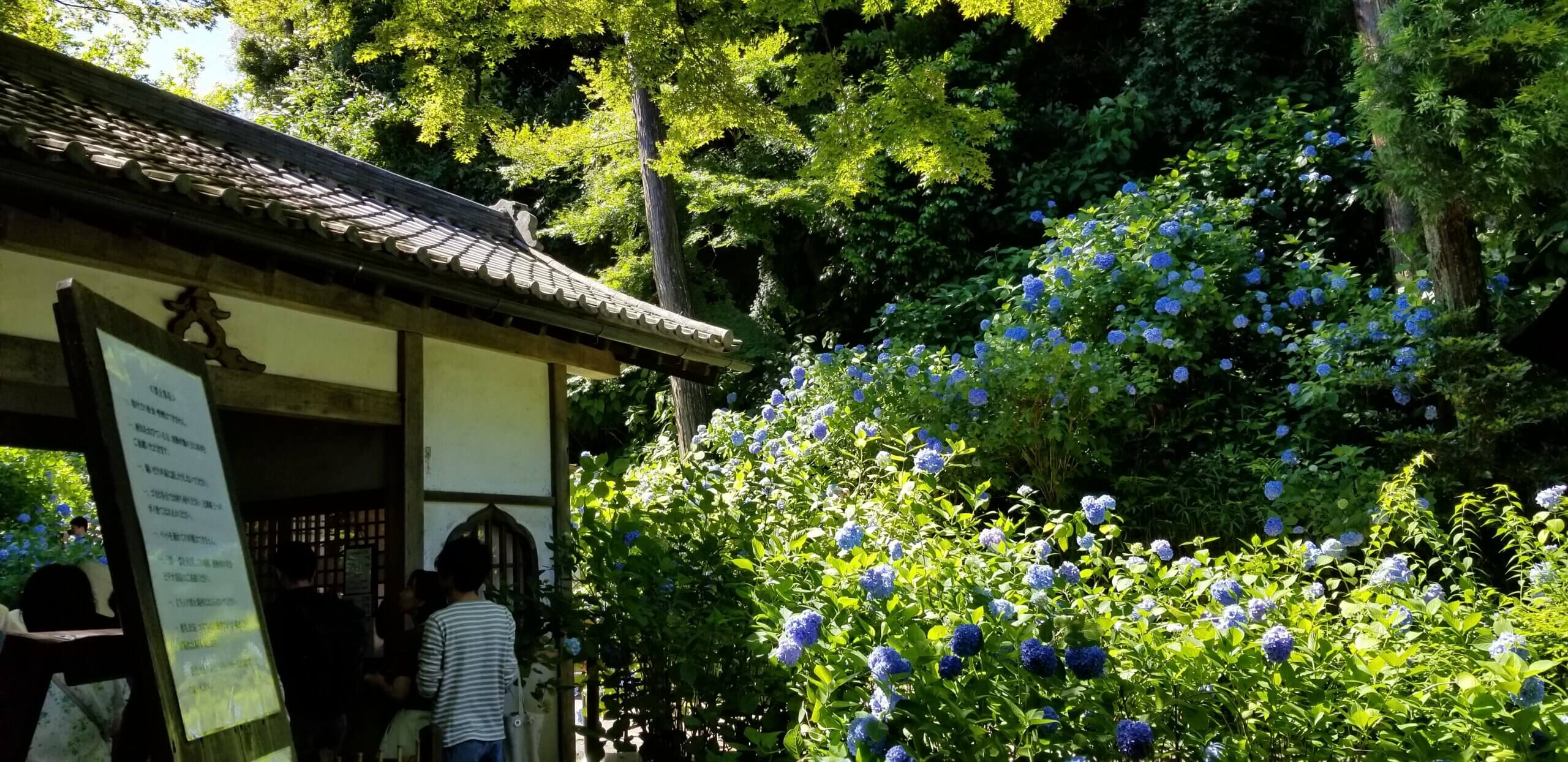 吉祥寺店《紫陽花　明月院》